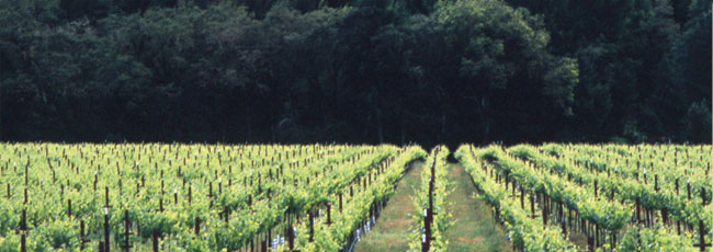 Vineyards